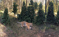 Amur tiger video
